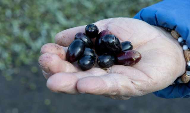 Tonda, carnosa, immancabile sulla focaccia: alla scoperta dell'oliva dolce di Bitetto  